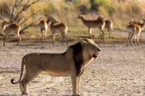 Um leão macho de pé a uma distância de um rebanho de impala no início da manhã — Fotografia de Stock