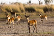 Manada de impala no início da manhã, alerta cabeças para cima — Fotografia de Stock