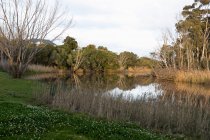 Высокий тростник и трава на берегу реки, плоская спокойная поверхность реки и зрелые деревья. — стоковое фото