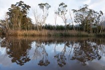 Cañas altas y hierba en una orilla del río, superficie plana y tranquila del río y árboles maduros. - foto de stock
