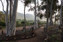 Reserva natural y sendero, un sendero a través de árboles maduros de goma azul y una vista a la montaña, temprano en la mañana. - foto de stock