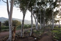 Naturschutzgebiet und Wanderweg, ein Pfad durch alte, blaue Kaugummibäume und einen Blick auf die Berge, am frühen Morgen. — Stockfoto