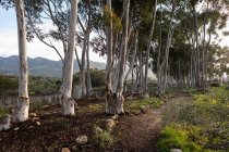 Reserva natural y sendero, un sendero a través de árboles maduros de goma azul y una vista a la montaña, temprano en la mañana. - foto de stock