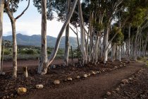 Reserva natural e trilha a pé, um caminho através de árvores de goma azul madura e uma vista para a montanha, de manhã cedo. — Fotografia de Stock