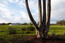 Reserva natural y sendero, un tronco de árbol desnudo dividido, cuatro tallos, y vista sobre el terreno abierto - foto de stock