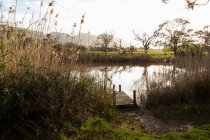 Um molhe de madeira em uma margem de rio, juncos altos e gramas. — Fotografia de Stock