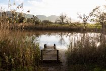 A wooden jetty on a river bank, tall reeds and grasses. — Stock Photo