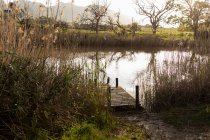 Un pontile di legno su una riva del fiume, canne alte e erbe. — Foto stock