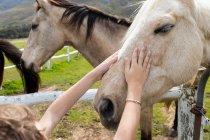 Achtjähriger Junge tätschelt Pferd auf einem Feld — Stockfoto