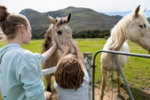 Un ragazzo e sua sorella adolescente accarezzando e accarezzando cavalli in un paddock. — Foto stock
