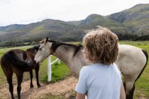 Menino de oito anos apoiado em uma cerca, olhando para dois cavalos em um campo — Fotografia de Stock