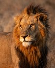 Un ritratto di un leone maschio, Panthera leo, che guarda fuori dalla cornice verso il sole — Foto stock