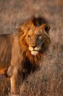Un retrato de un león macho, Panthera leo, mirando fuera de marco hacia el sol - foto de stock