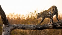 Un leopardo, Panthera pardus, si bilancia lungo un tronco al tramonto — Foto stock
