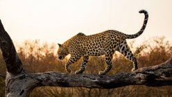 Un leopardo, Panthera pardus, se equilibra a lo largo de un tronco al atardecer - foto de stock