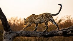Um leopardo, Panthera pardus, equilibra-se ao longo de um tronco ao pôr do sol — Fotografia de Stock