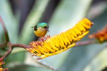 Un sunbird à collier, Hedydipna collaris, est assis sur une fleur d'aloès — Photo de stock