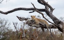 Um leopardo, Panthera pardus, jaz em um galho de árvore morta, olhando para fora do quadro — Fotografia de Stock