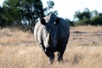 Un rinoceronte blanco, Ceratotherium simum, se encuentra en un claro, mirada directa - foto de stock