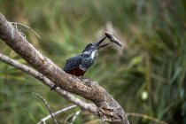 A giant kingfisher, Megaceryle maxima, sits on a branch after catching a fish — Stock Photo