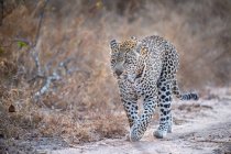 Леопард (Panthera pardus) йде по сухому шляху, вухах, сухій коричневій траві. — стокове фото