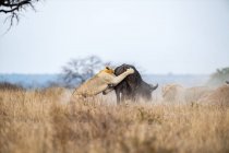 Лев, Panthera leo, ловит буйвола на поляне, Syncerus caffer — стоковое фото