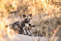 Wild dog pups, Lycaon pictus, wait at their den site at sunset. — Stock Photo