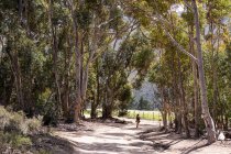 Пешие прогулки для мальчиков, Stanford Valley Guest Farm, Stanford, Western Cape, South Africa. — стоковое фото