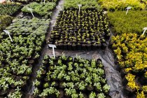 Plantes à vendre, Stanford, Western Cape, Afrique du Sud. — Photo de stock