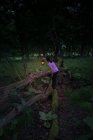 Mujer de pie sobre una cerca de madera en un bosque sosteniendo una lámpara en el atardecer. - foto de stock