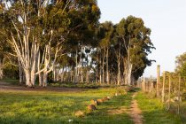 Wandel Pad, uma rota a pé no campo perto de Stanford — Fotografia de Stock