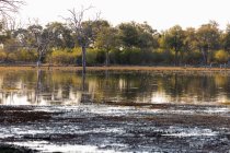 Landschaft, Feuchtgebiete, Bäume im ruhigen Wasser des Okavango-Deltas — Stockfoto