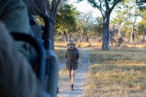 A safari guide walking on a path ahead of a vehicle at sunrise. — Stock Photo