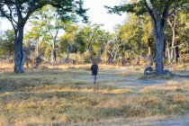 Una guida safari che cammina su un sentiero davanti a un veicolo all'alba. — Foto stock