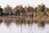 Пейзаж, водно-болотные угодья, деревья, отраженные в спокойной воде дельты Окаванго — стоковое фото