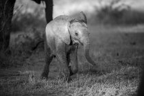 Un ternero elefante, Loxodonta africana, camina a través de un claro - foto de stock