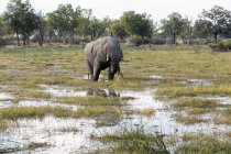 Loxodonta africana, un elefante que vadea a través del agua en las marismas - foto de stock