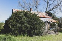 Homestead abandonado com um telhado de lata enferrujado, e arbustos grandes crescendo. — Fotografia de Stock