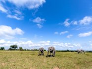 Una manada de elefantes, Loxodonta africana, pastan sobre hierba corta - foto de stock