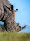 A White rhinoceros,Ceratotherium simum, grazes on short grass — Fotografia de Stock