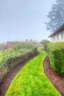 Um caminho de grama em um jardim entre sebes em uma manhã enevoada. — Fotografia de Stock