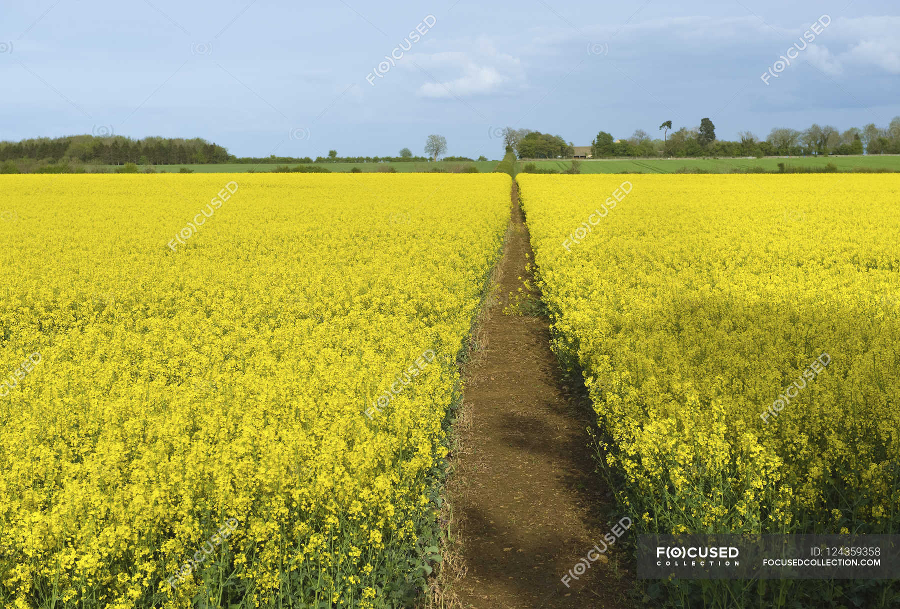 Narrow footpath in a field — Western Europe, agricultural land - Stock ...