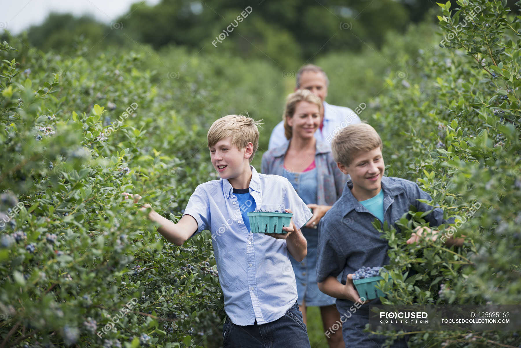 Berry picking. Сбор ягод в лесу. Семейный сбор. Сын куста.