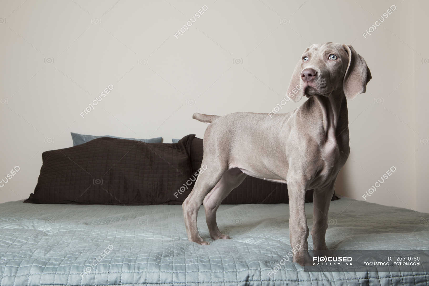 large original photograph of a Weimaraner dog lying on a bed in a blue room Blue Room looking out the window