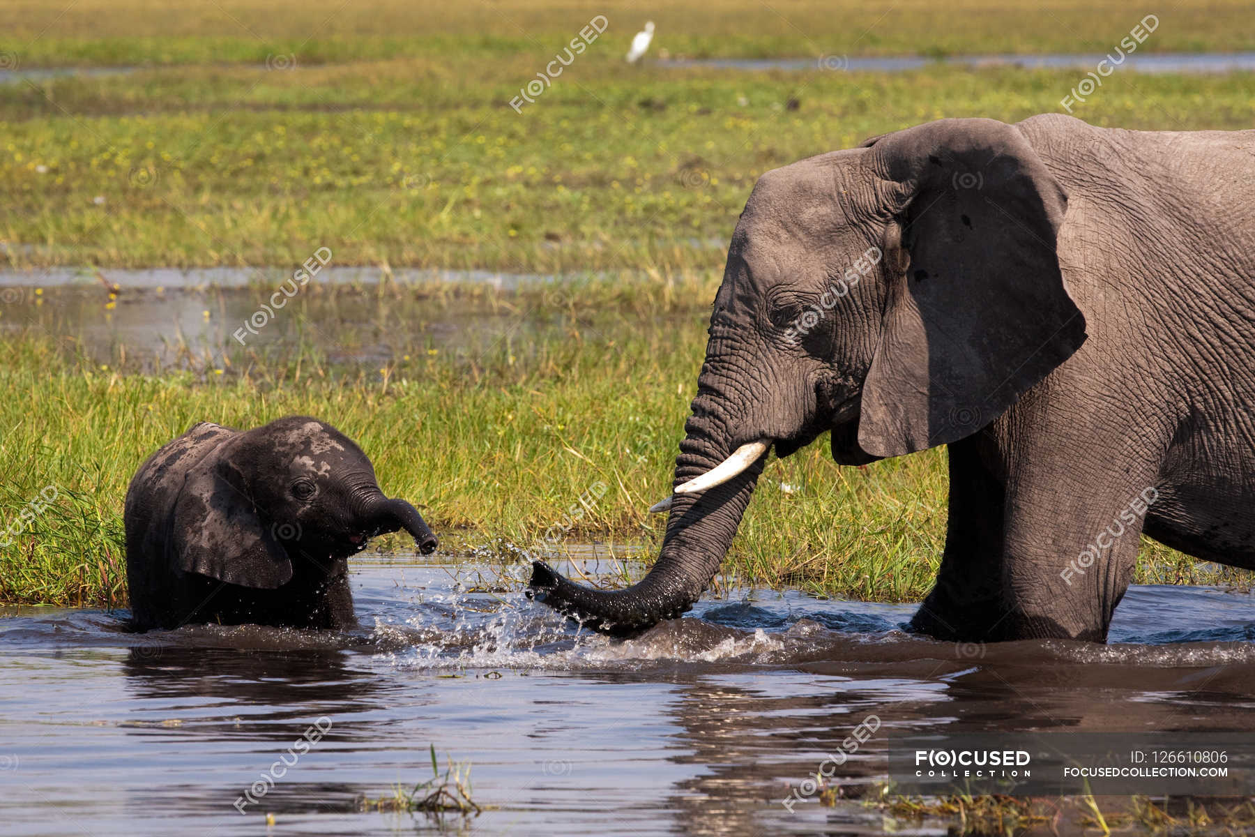 African elephants drinking water in pond — Colour Image, Animal Themes