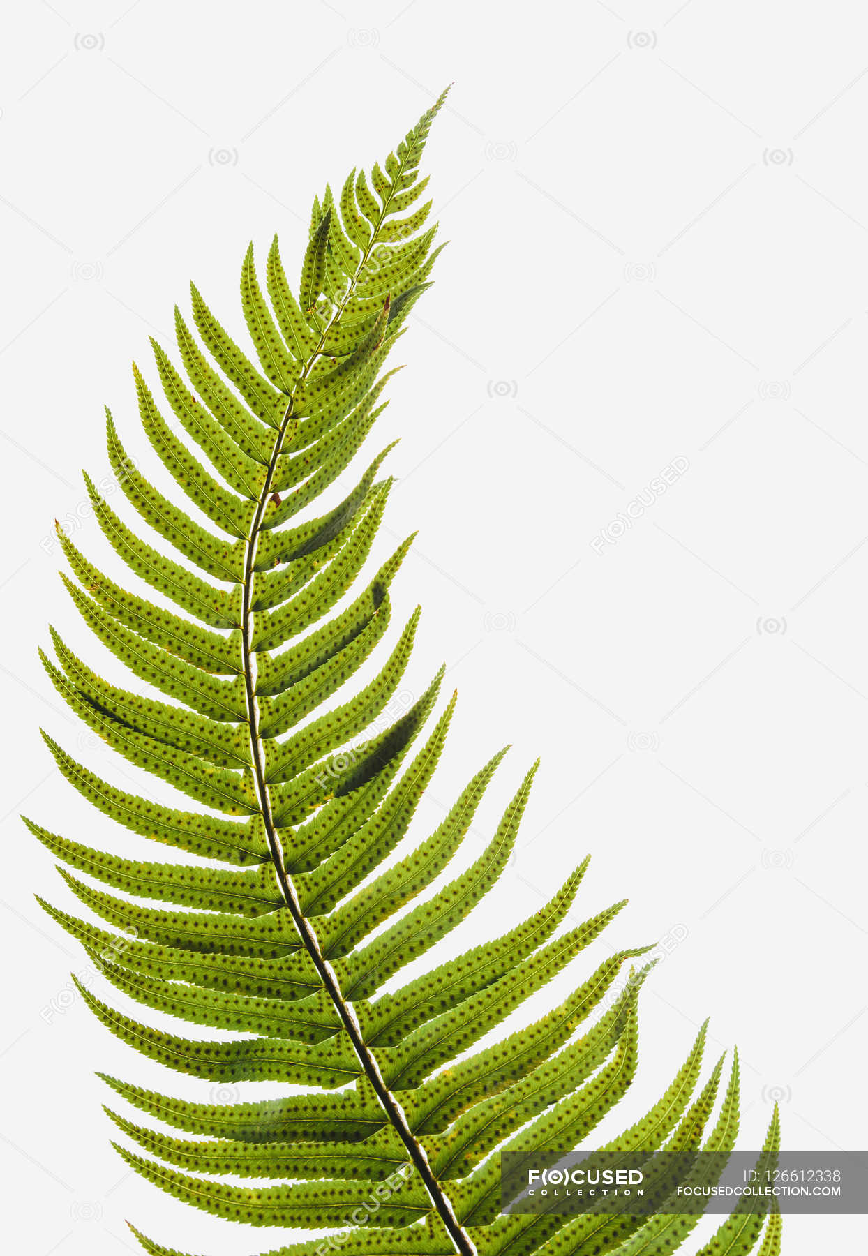 Western sword fern — weaponry, weapon - Stock Photo | #126612338