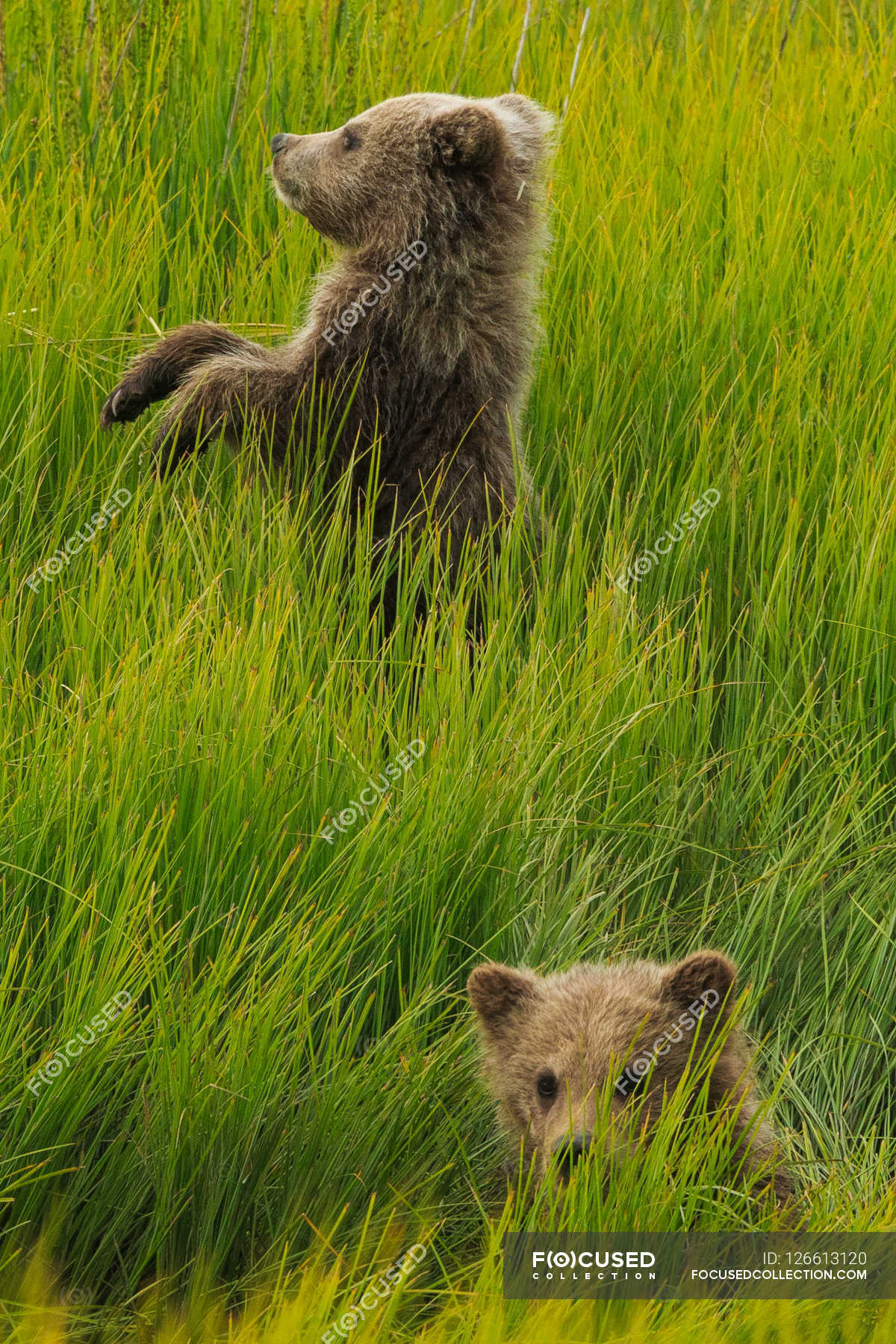 Brown bear cubs — travel, side view - Stock Photo | #126613120