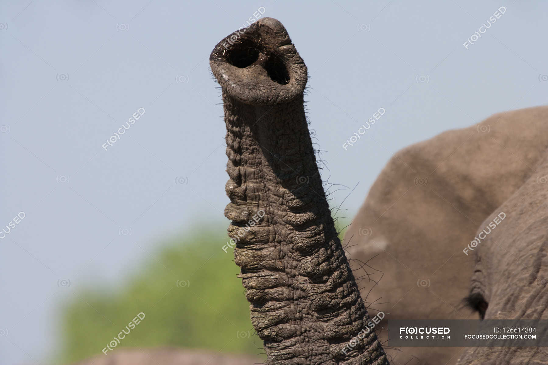 African elephant trunk — Animals In The Wild, landscape - Stock Photo |  #126614384