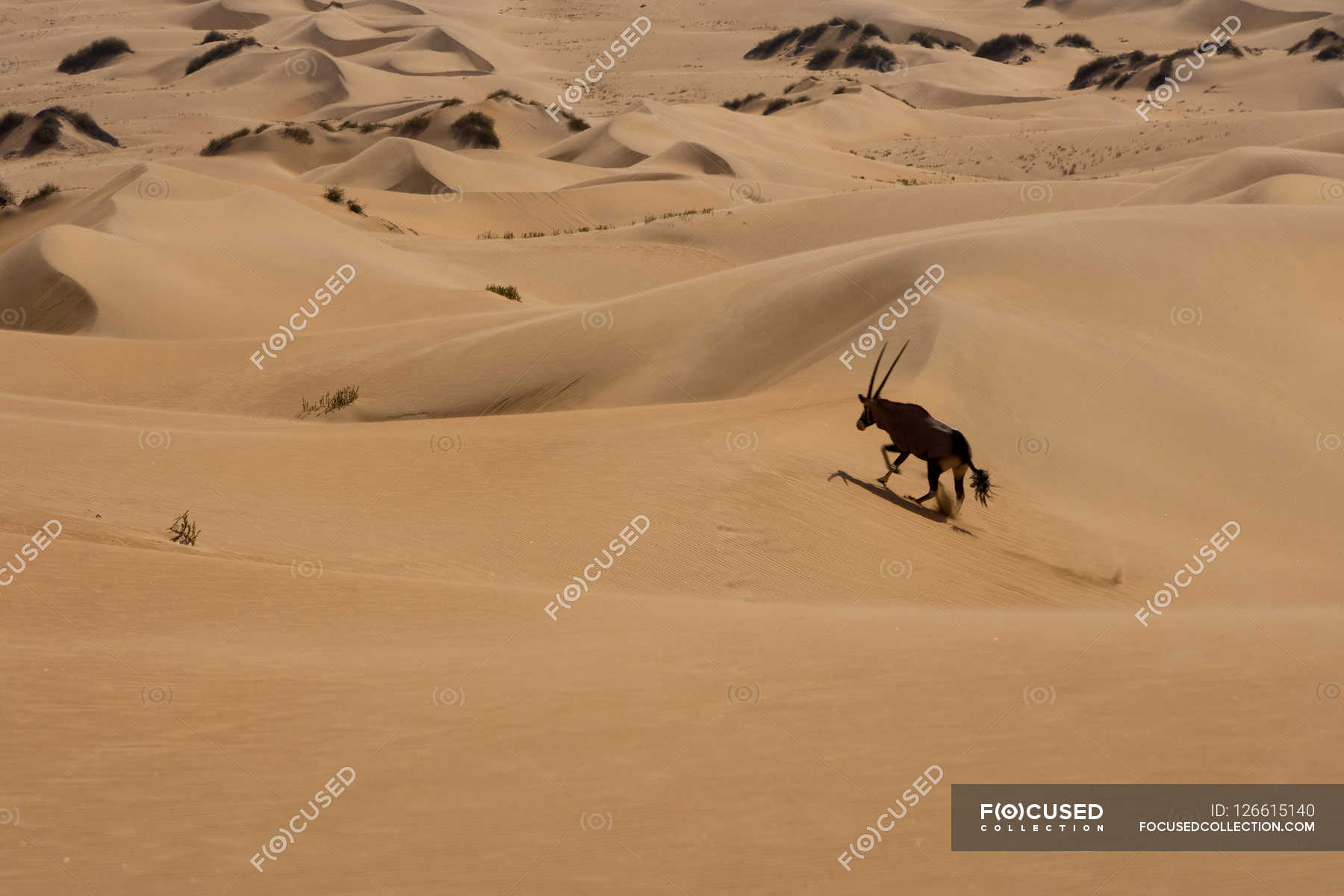 Гемсбок бежит в пустыне Ниб — Бег, на открытом воздухе - Stock Photo ...