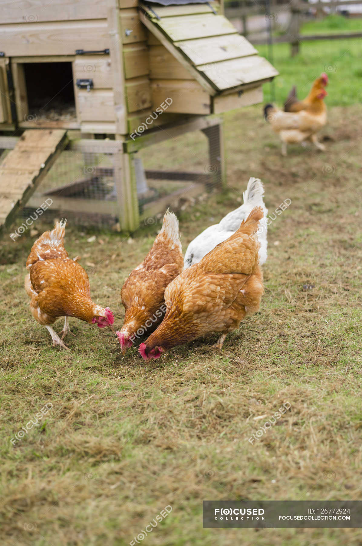 hens-pecking-at-grain-on-ground-birds-vertical-stock-photo